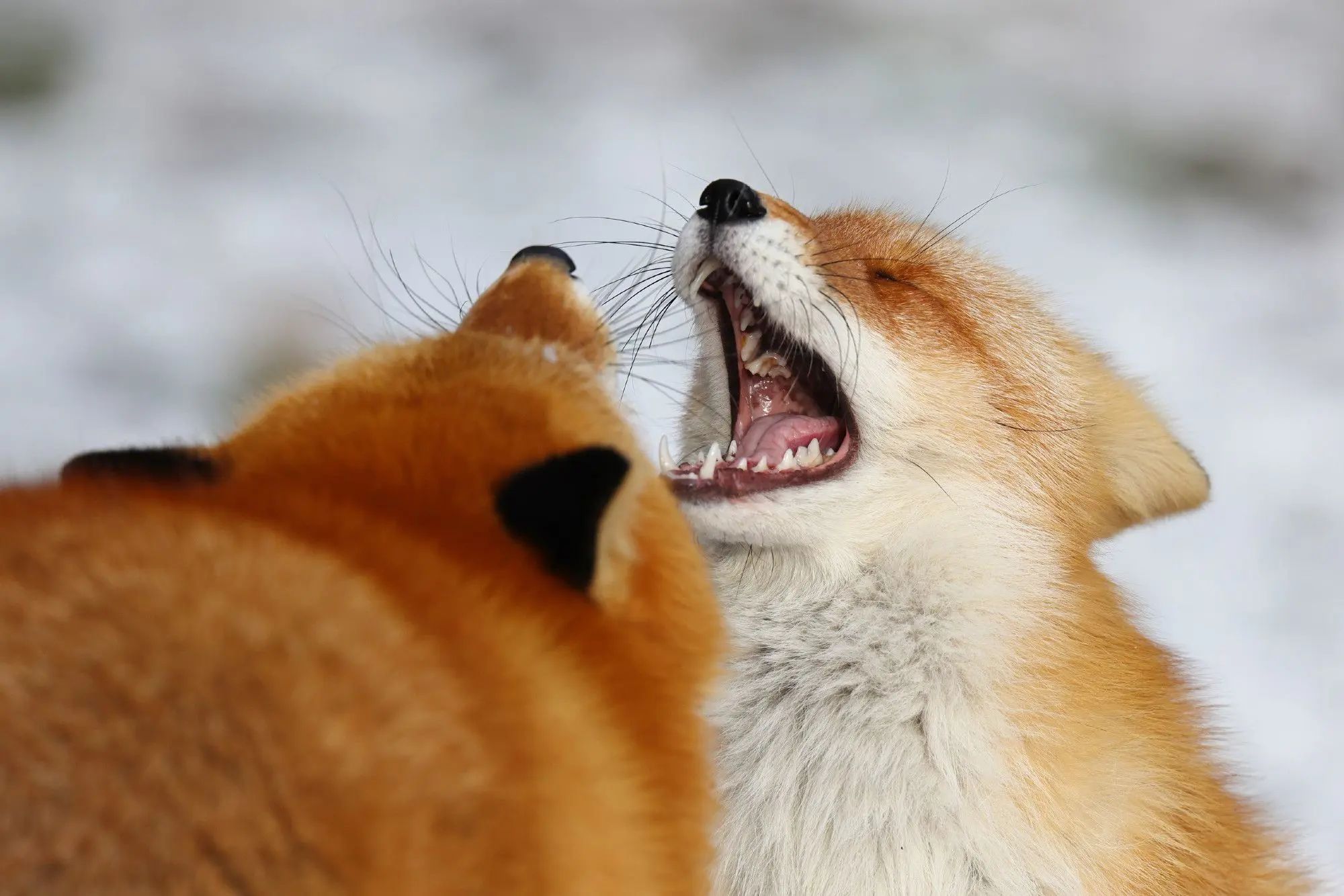 Two red foxes screaming at each other.
